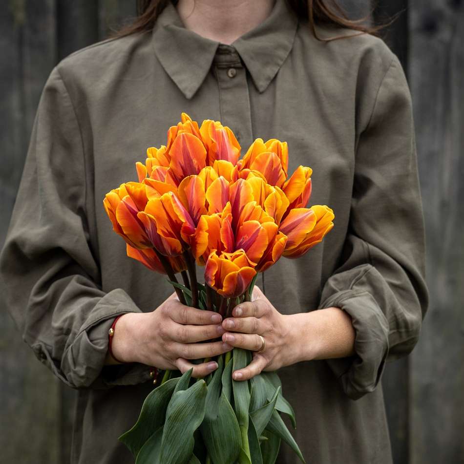 Tulpan 'Princess Irene'